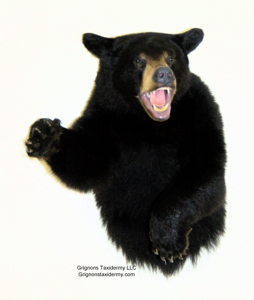 black bear mount